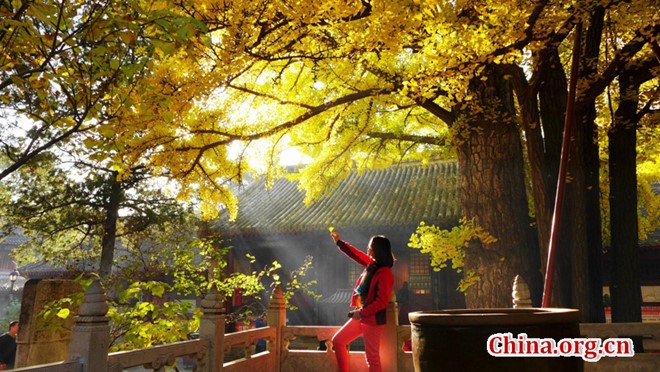 Cảnh đẹp ở Hồng Loa tự, ngôi chùa cổ ở Hoài Âu, ngoại thành Bắc Kinh. Nhiều cây ngân hạnh ở đây đã có hơn 1.100 năm, là điểm thu hút rất nhiều du khách mùa thu. Ảnh: China.org.cn. Cảnh đẹp ở Hồng Loa tự, ngôi chùa cổ ở Hoài Âu, ngoại thành Bắc Kinh. Nhiều cây ngân hạnh ở đây đã có hơn 1.100 năm, là điểm thu hút rất nhiều du khách mùa thu. Ảnh: China.org.cn.